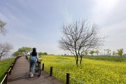 유채꽃과 함께하는 삽교호 자전거길 횔링!